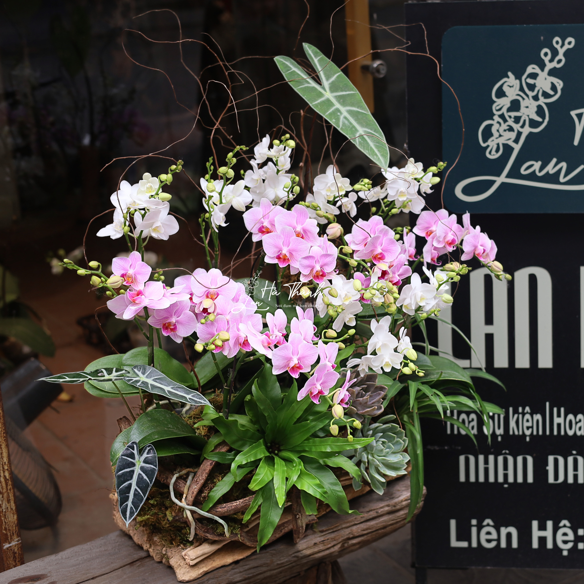 Chậu Lan Hồ Điệp tiểu cảnh “Khúc Giao Vân” – Thiết kế hồng trắng tinh tế từ Lan Hà Thành